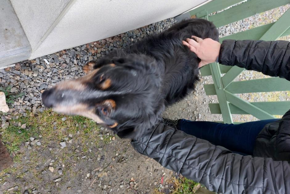 Fundmeldung Hund Unbekannt La Chapelle-Heulin Frankreich