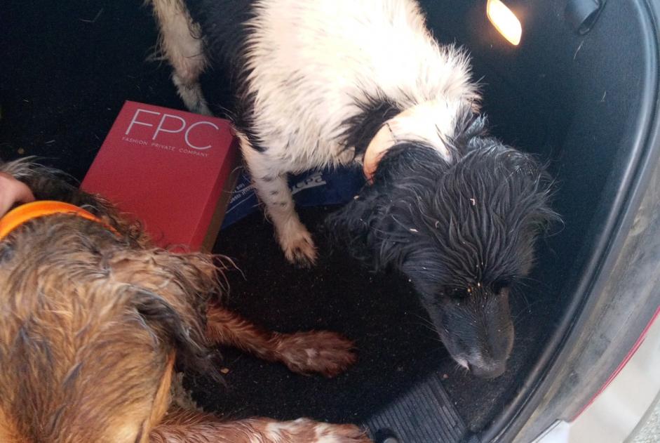 Fundmeldung Hund  Unbekannt Treffieux Frankreich