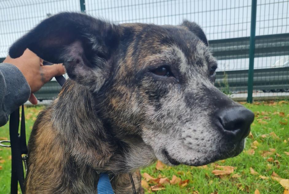 Fundmeldung Hund rassenmischung  Weiblich Châteaubriant Frankreich