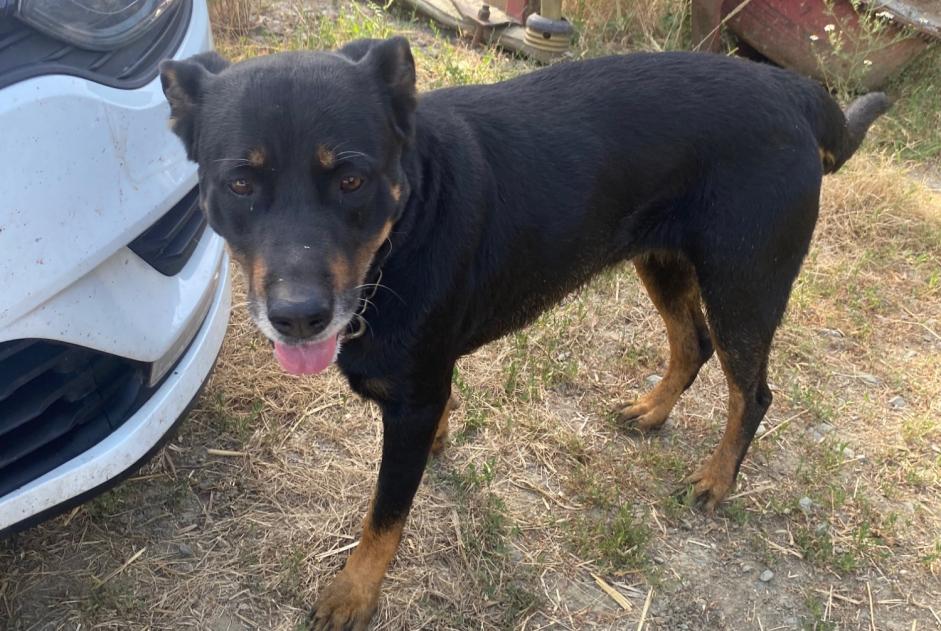 Fundmeldung Hund rassenmischung Weiblich La Grigonnais Frankreich Fundmeldung Hund rassenmischung Weiblich La Grigonnais Frankreich