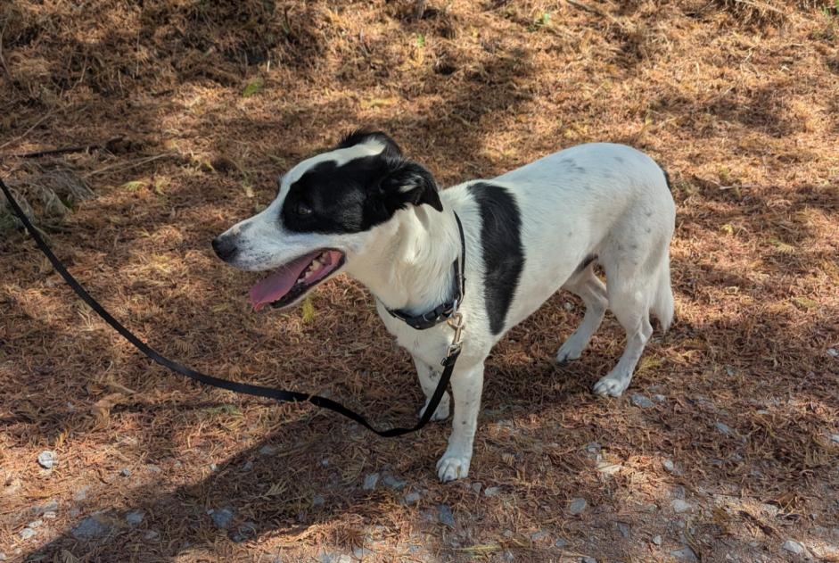 Fundmeldung Hund rassenmischung  Männliche Couëron Frankreich
