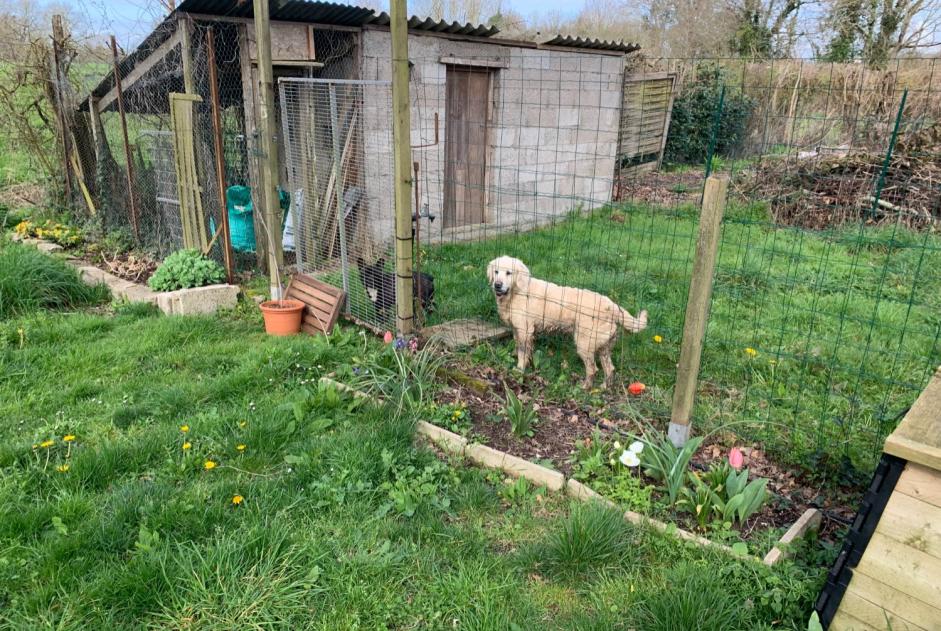 Discovery alert Dog  Unknown Crossac France