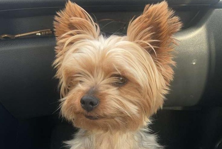Disappearance alert Dog  Male , 7 years Guérande France