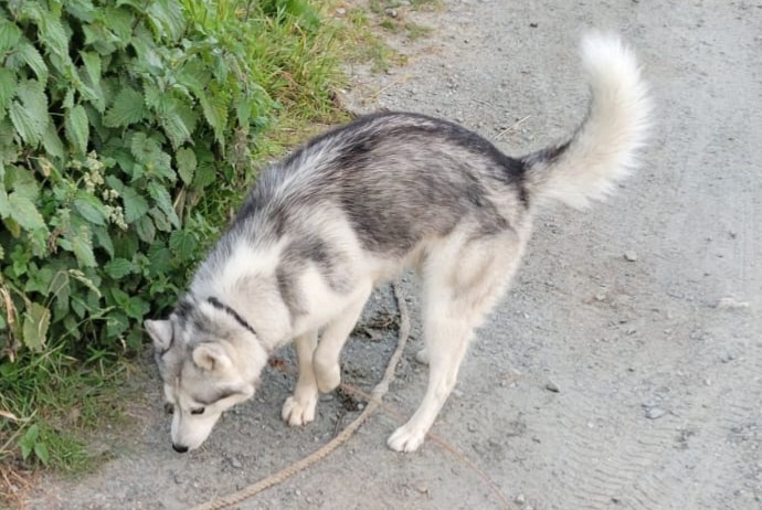 Alerta de Hallazgo Perro Macho Rouans Francia Alerta de Hallazgo Perro Macho Rouans Francia