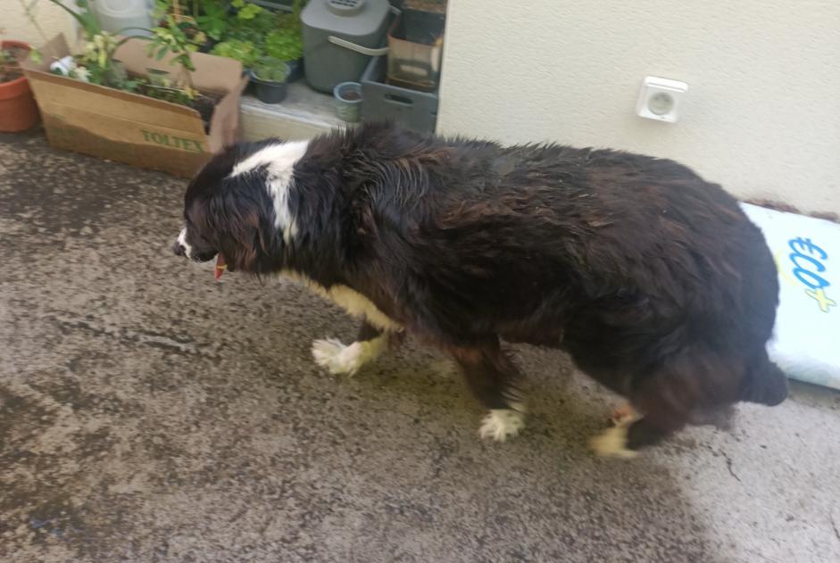 Alerta de Hallazgo Perro Hembra Saint-Vincent-des-Landes Francia