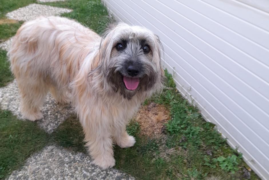 Alerte Disparition Chien  Femelle , 1 ans Pornic France