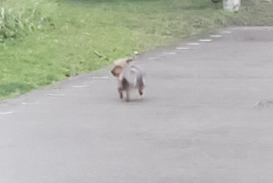 Alerte Découverte Chien  Mâle Nantes France