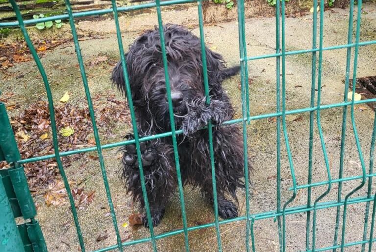 Alerte Découverte Chien croisement  Mâle Loireauxence France