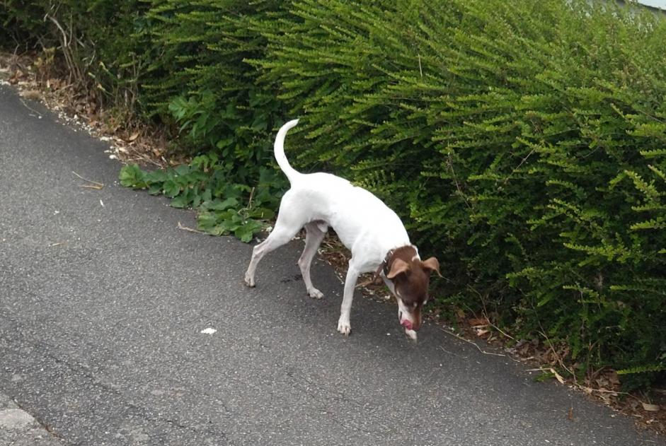Alerte Découverte Chien Inconnu Rezé France