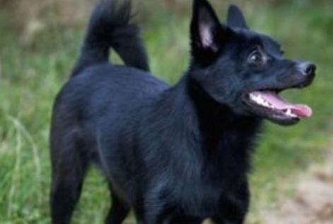 Alerte Disparition Chien  Femelle , 2 ans Savenay France