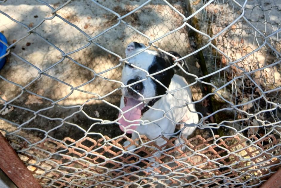 Alerte Découverte Chien croisement  Inconnu Donges France
