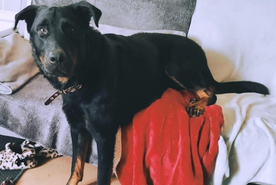 Avviso scomparsa Cane  Maschio , 2 anni Pornic Francia