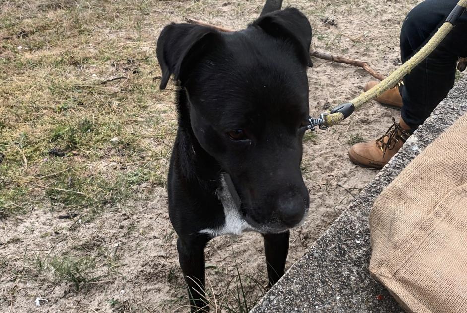 Avviso Ritrovamento Cane incrocio di razze  Maschio Les Moutiers-en-Retz Francia