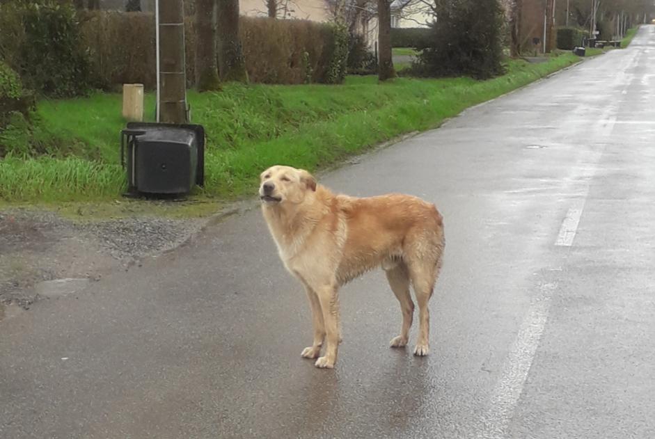 Ontdekkingsalarm Hond rassenvermenging  Mannetje La Chapelle-des-Marais Frankrijk