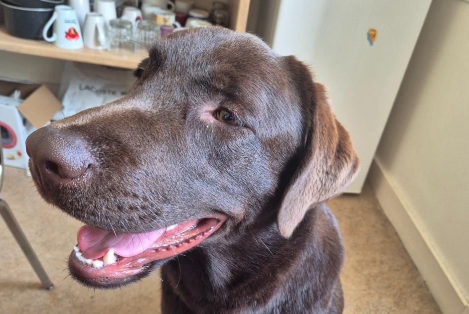 Ontdekkingsalarm Hond Mannetje Saint-Père-en-Retz Frankrijk Ontdekkingsalarm Hond Mannetje Saint-Père-en-Retz Frankrijk