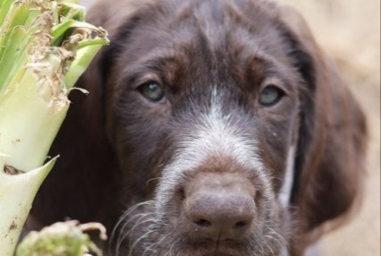 Verdwijningsalarm Hond  Vrouwtje , 4 jaar Couëron Frankrijk