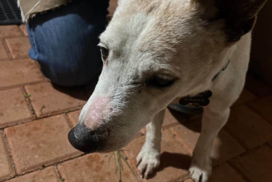 Ontdekkingsalarm Hond rassenvermenging  Mannetje , 7 jaar Machecoul-Saint-Même Frankrijk