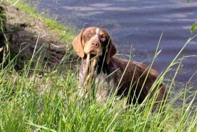 Ontdekkingsalarm Hond Mannetje Saint-Malo-de-Guersac Frankrijk