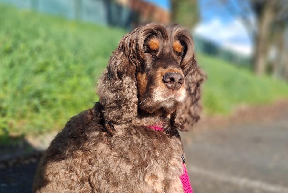 Verdwijningsalarm Hond  Vrouwtje , 6 jaar Guémené-Penfao Frankrijk