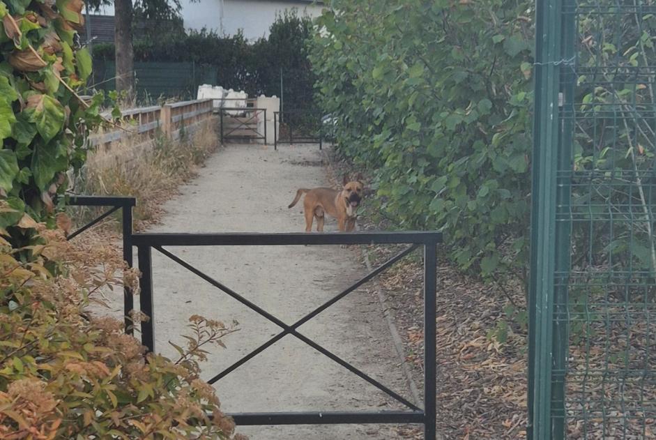 Alerta descoberta Cão  Desconhecido Nantes France