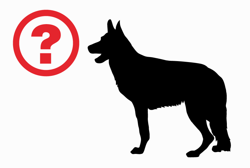 Alerte Découverte Chien  Mâle Pont-Saint-Martin France